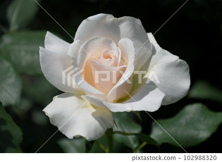 淡粉色玫瑰法式蕾絲 淡粉色玫瑰法式蕾絲 102988320