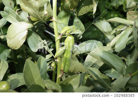 Broad bean field in home garden Broad bean field in home garden 102988385