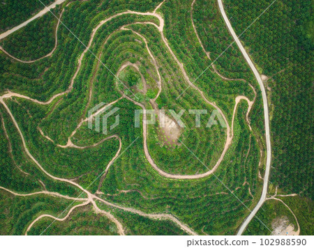 Row of palm tree plantation garden on high mountain in phang nga thailand, Aerial view drone high angle view road around the palm trees plantation 102988590