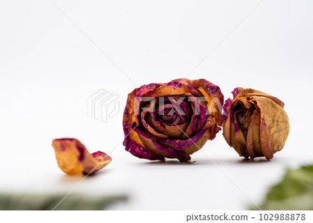 玫瑰乾花 102988878