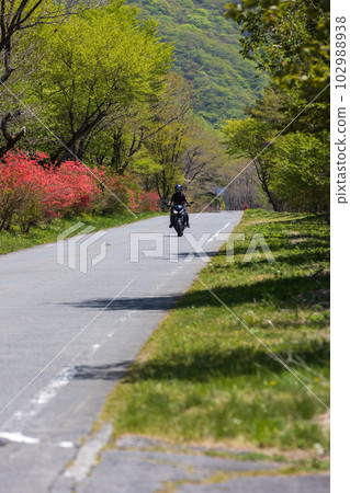 Mt. Haruna in early summer Highland road leading to the lakeside in full bloom of Rhododendron japonicum Mt. Haruna in early summer Highland road leading to the lakeside in full bloom of Rhododendron japonicum 102988938