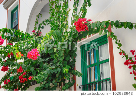 Bougainvillea flowers growing in the streets of Puerto de Mogan. Gran Canaria, Spain 102988948