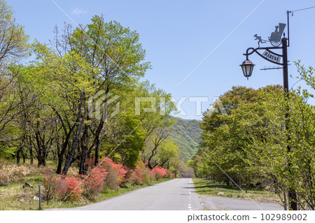 Mt. Haruna in early summer Highland road leading to the lakeside in full bloom of Rhododendron japonicum 102989002