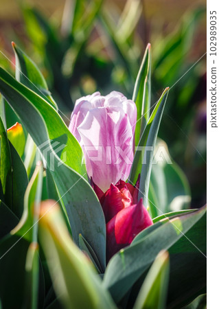 pink tulip in the garden in day time pink tulip in the garden in day time 102989035