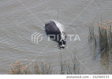 [Botswana] Hippos in the Okavango Delta 102989155