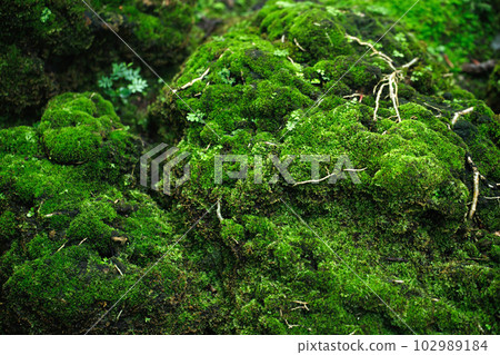 Beautiful Bright Green moss grown up cover the rough stones and on the floor in the forest. Show with macro view. Rocks full of the moss texture in nature for wallpaper. soft focus. 102989184