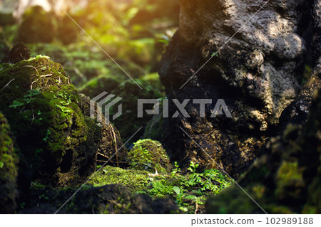 Beautiful Bright Green moss grown up cover the rough stones and on the floor in the forest. Show with macro view. Rocks full of the moss texture in nature for wallpaper. soft focus. 102989188