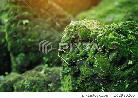 Beautiful Bright Green moss grown up cover the rough stones and on the floor in the forest. Show with macro view. Rocks full of the moss texture in nature for wallpaper. soft focus. 102989200