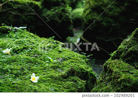 Beautiful Bright Green moss grown up cover the rough stones and on the floor in the forest. Show with macro view. Rocks full of the moss texture in nature for wallpaper. soft focus. 102989201