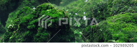 Beautiful Bright Green moss grown up cover the rough stones and on the floor in the forest. Show with macro view. Rocks full of the moss texture in nature for wallpaper. soft focus. 102989205