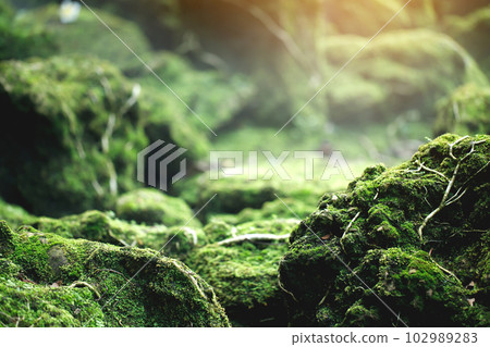 Beautiful Bright Green moss grown up cover the rough stones and on the floor in the forest. Show with macro view. Rocks full of the moss texture in nature for wallpaper. soft focus. 102989283