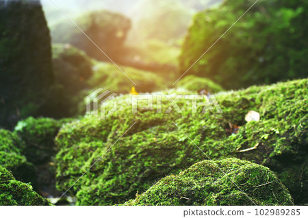 Beautiful Bright Green moss grown up cover the rough stones and on the floor in the forest. Show with macro view. Rocks full of the moss texture in nature for wallpaper. soft focus. 102989285