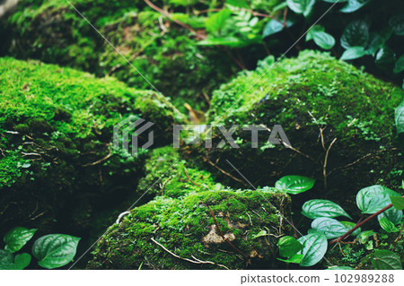 Beautiful Bright Green moss grown up cover the rough stones and on the floor in the forest. Show with macro view. Rocks full of the moss texture in nature for wallpaper. soft focus. Beautiful Bright Green moss grown up cover the rough stones and on the floor in the forest. Show with macro view. Rocks full of the moss texture in nature for wallpaper. soft focus. 102989288