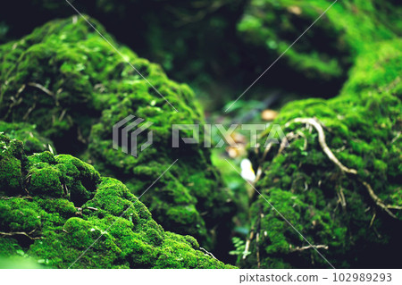 Beautiful Bright Green moss grown up cover the rough stones and on the floor in the forest. Show with macro view. Rocks full of the moss texture in nature for wallpaper. soft focus. Beautiful Bright Green moss grown up cover the rough stones and on the floor in the forest. Show with macro view. Rocks full of the moss texture in nature for wallpaper. soft focus. 102989293