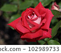 Red and white two-tone rose love 102989733