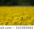 Rape flower field in full bloom 102989884