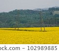 Rapeseed field and electric pole 102989885