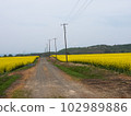Road through the field of rape blossoms 102989886