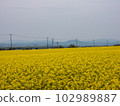 Rapeseed field and electric pole 102989887