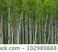 Fresh green birch forest 102989888