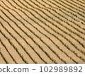 Paddy fields at dusk 102989892