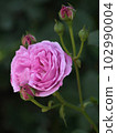 Pink Old Rose Louise Odier 102990004