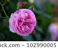 Pink Old Rose Louise Odier 102990005