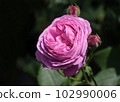 Pink Old Rose Louise Odier 102990006