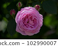 Pink Old Rose Louise Odier 102990007