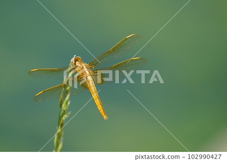 金蜻蜓 金蜻蜓 102990427