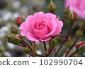 Gorgeous pink rose Royal Bonica 102990704