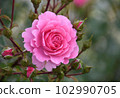 Gorgeous pink rose Royal Bonica 102990705