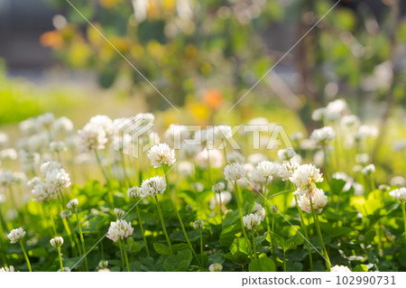 photo of white clover 102990731