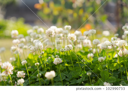 photo of white clover 102990733