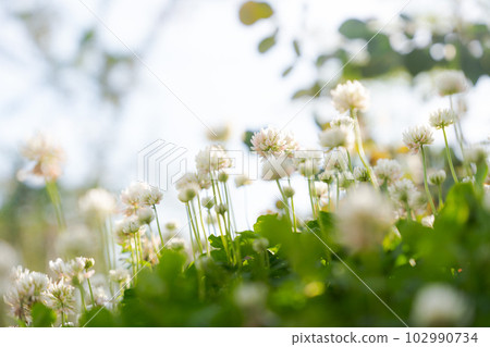 photo of white clover 102990734