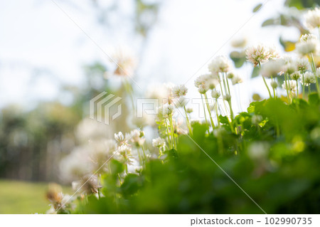 白色三葉草的照片 102990735