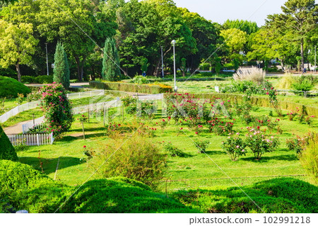 大阪府豐中市服部綠地公園的新綠 102991218