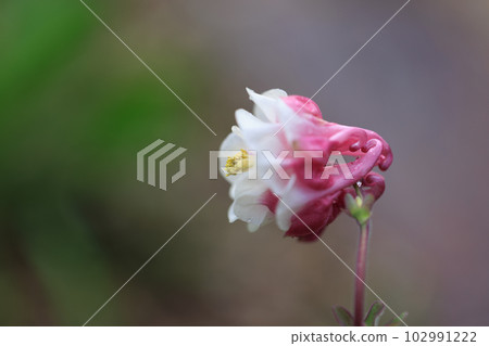 耬斗菜 0121 耬斗菜 0121 102991222