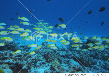 A school of red snapper Okinawa sea underwater photograph A school of red snapper Okinawa sea underwater photograph 102991532