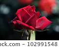 A dignified crimson rose Passion 102991548