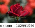A dignified crimson rose Passion 102991549