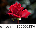 A dignified crimson rose Passion 102991550