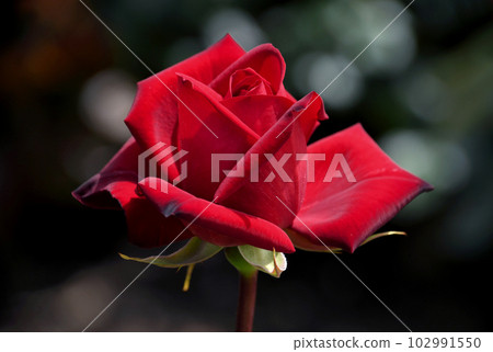 端莊的深紅玫瑰 Passion 102991550