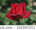 A dignified crimson rose Passion 102991551