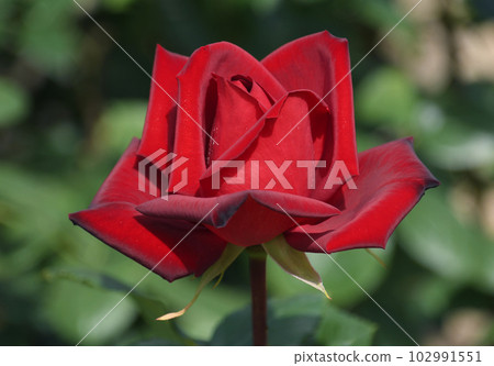 端莊的深紅玫瑰 Passion 端莊的深紅玫瑰 Passion 102991551