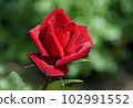 A dignified crimson rose Passion 102991552