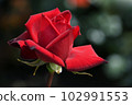 A dignified crimson rose Passion 102991553