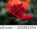 A dignified crimson rose Passion 102991554