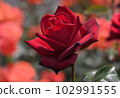 A dignified crimson rose Passion 102991555