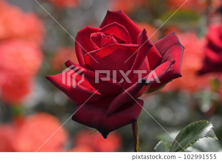 端莊的深紅玫瑰 Passion 端莊的深紅玫瑰 Passion 102991555
